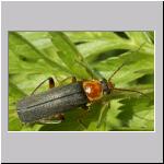 Cantharis pellucida - Weichkkaefer 02.jpg